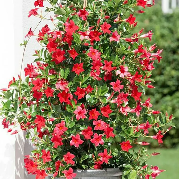 Piardino Trichterblüte - Dipladenia sanderi, Topfgröße: 11 cm, Sortenabhängig - Stimmungsaufnahme