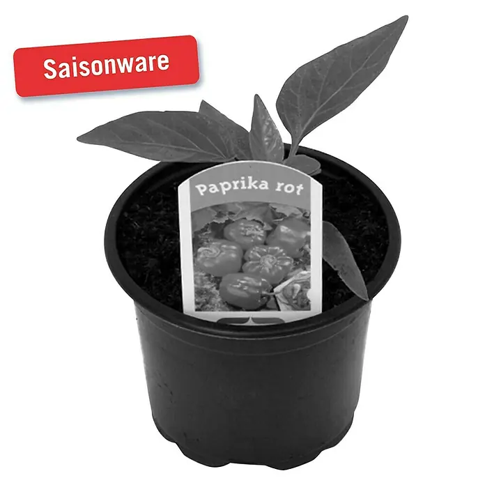Piardino Paprika - Capsicum annuum, 9 cm, Erntezeit: August - Oktober, Farbe Frucht: Rot - Vorderansicht