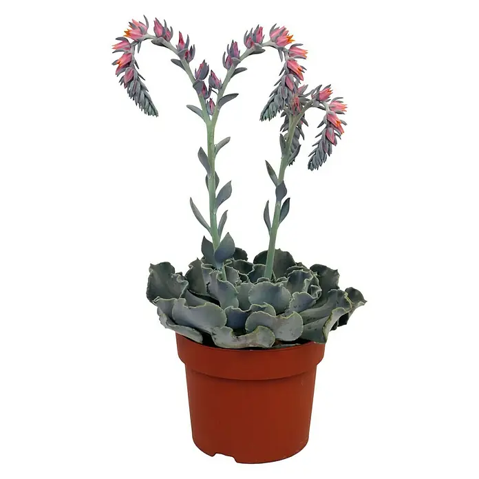 Piardino Echeverie - Echeveria Blue Prince, Topfgröße: 12 cm, Grün - Vorderansicht
