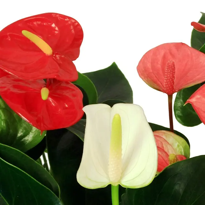 Piardino Flamingoblume - Anthurium x andreanum, Topfgröße: 9 cm, Blütenfarbe: Sortenabhängig - Detailaufnahme