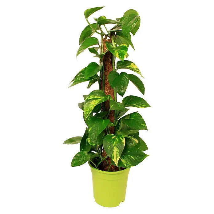 Piardino Efeutute - Epipremnum aureum, Topfgröße: 17 cm, Gelb/Grün - Vorderansicht