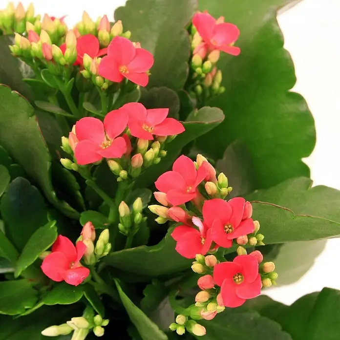 Piardino Flammendes Käthchen - Kalanchoe blossfeldiana, Topfgröße: 10,5 cm, Lila - Detailaufnahme
