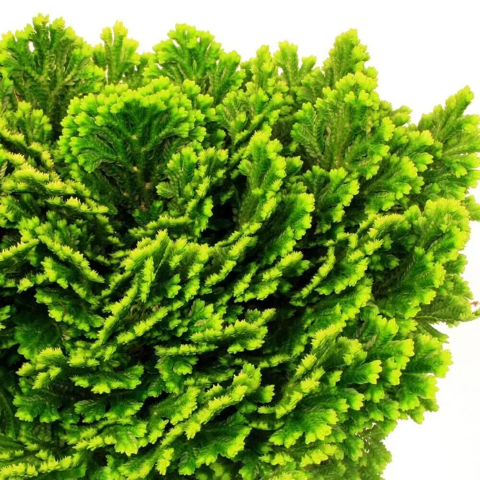 Piardino Moosfarn - Selaginella martensii Jori Compact, Topfgröße: 12 cm - Detailaufnahme