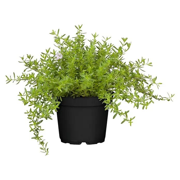 Piardino Bohnenkraut - Satureja hortensis - Vorderansicht