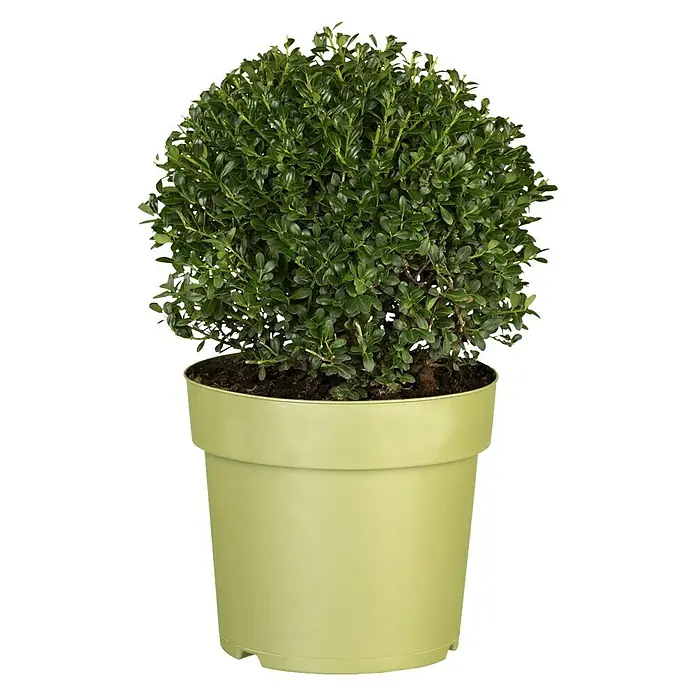 Piardino Bergilex - Ilex crenata, Aktuelle Wuchshöhe: 25 cm - 30 cm - Vorderansicht
