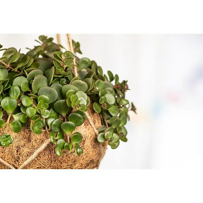 Piardino Pflanzen-Mix - Verschiedene Sorten, Topfgröße: 12 cm - Detailaufnahme