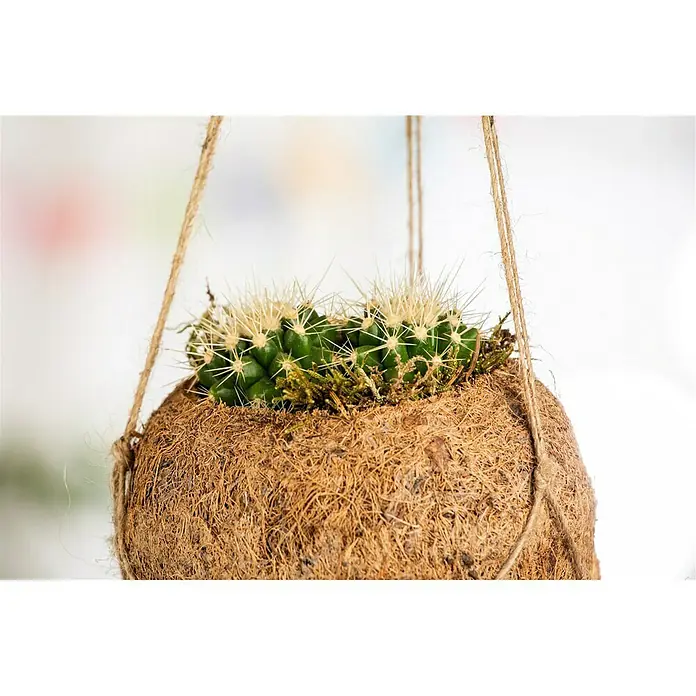 Piardino Kaktus Kokodama - Cactus, Topfgröße: 10 cm - Detailaufnahme