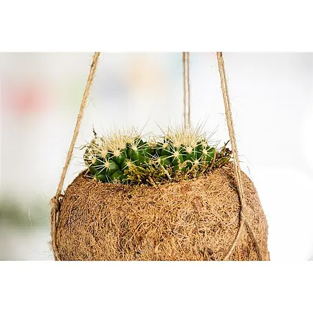 Piardino  Cactus