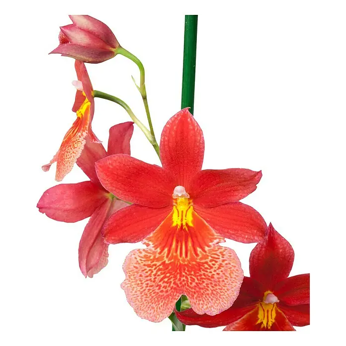 Piardino Orchidee - Cambria Hybriden, Topfgröße: 12 cm, Rot, Anzahl Triebe: 2 Stk. - Detailaufnahme