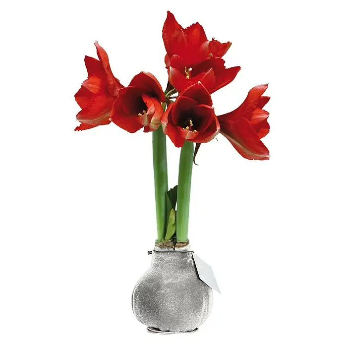 Piardino Amaryllis Waxz® - Hippeastrum hybride, Blütenfarbe: Sortenabhängig