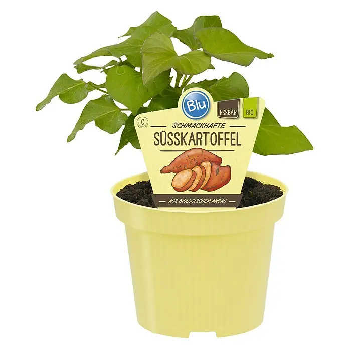 Blu Bio Süßkartoffel - Ipomea batatas, Topfgröße: 12 cm - Vorderansicht