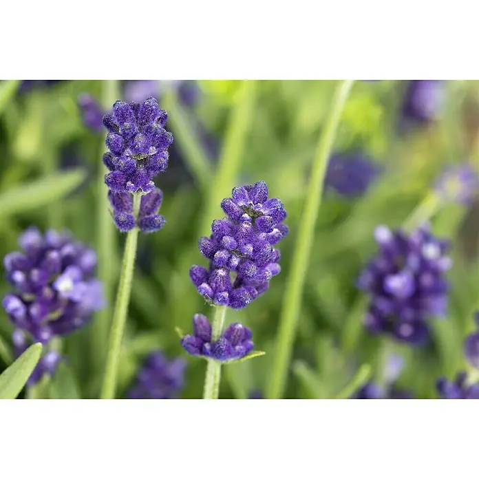 Piardino Lavendel - Lavendula angustifolium, Topfvolumen: 3 l, Blau/Lila - Detailaufnahme