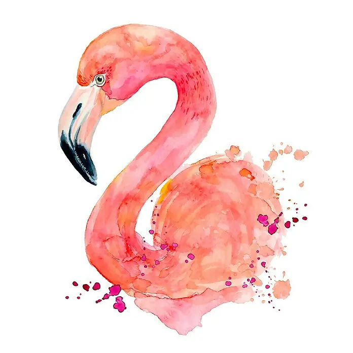 Póster Flamenco - Animales, An x Al: 30 x 30 cm