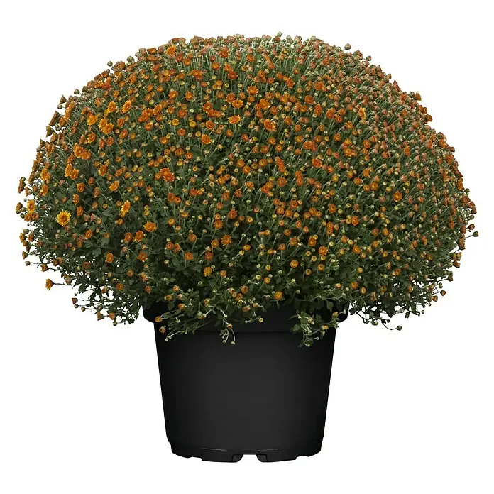 Piardino Herbst-Chrysantheme - Chrysanthemum indicum Hybride, Topfgröße: 33 cm, Sortenabhängig - Vorderansicht