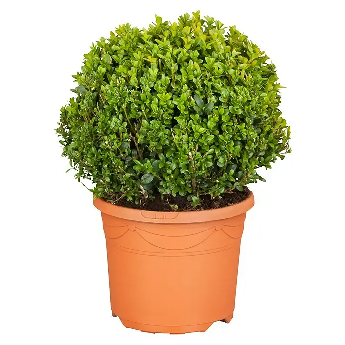 Piardino Buchsbaum - Buxus sempervirens, Topfvolumen: 5 l - Vorderansicht