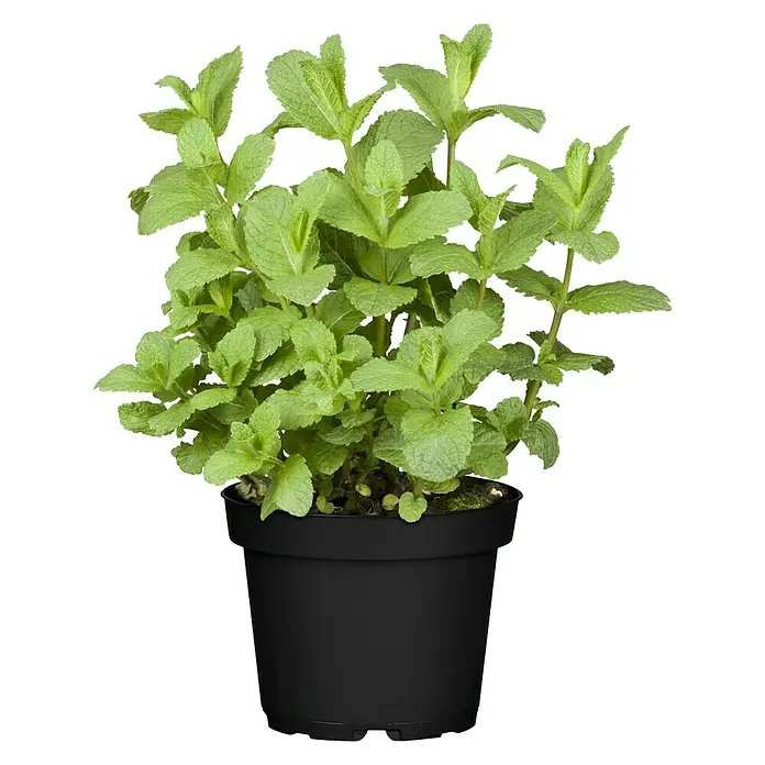 Piardino Pfefferminze - Mentha x piperita - Vorderansicht