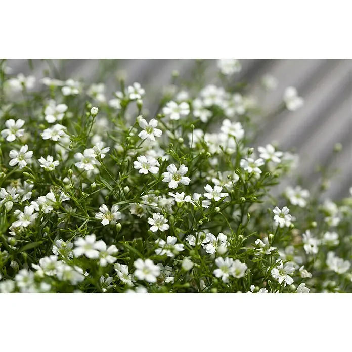 Piardino Ilusión - Gypsophila muralis, Tamaño de maceta: 13 cm, Blanco - Primer plano