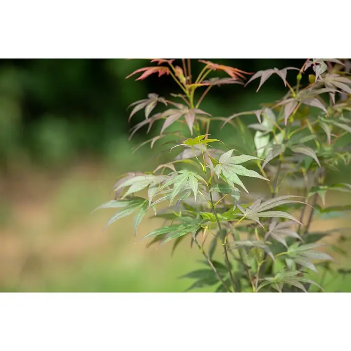 Piardino Arce japonés - Acer palmatum 'Atropurpureum' - Primer plano