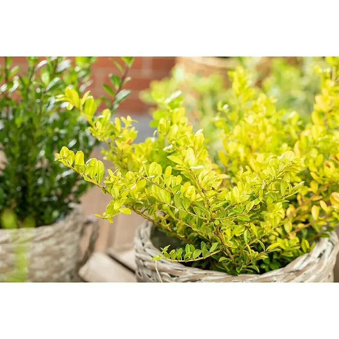 Piardino Bergilex - Ilex crenata Golden Gem, Topfgröße: 17 cm - Stimmungsaufnahme