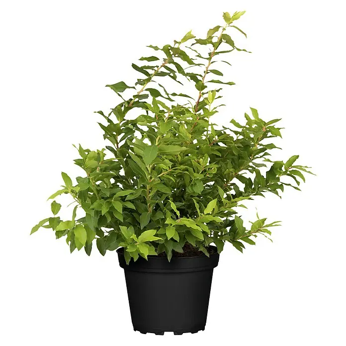 Piardino Heidelbeere - Vaccinium corymbosum 'Lucky Berry', Topfgröße: 23 cm, Erntezeit: Juli - Oktober - Vorderansicht