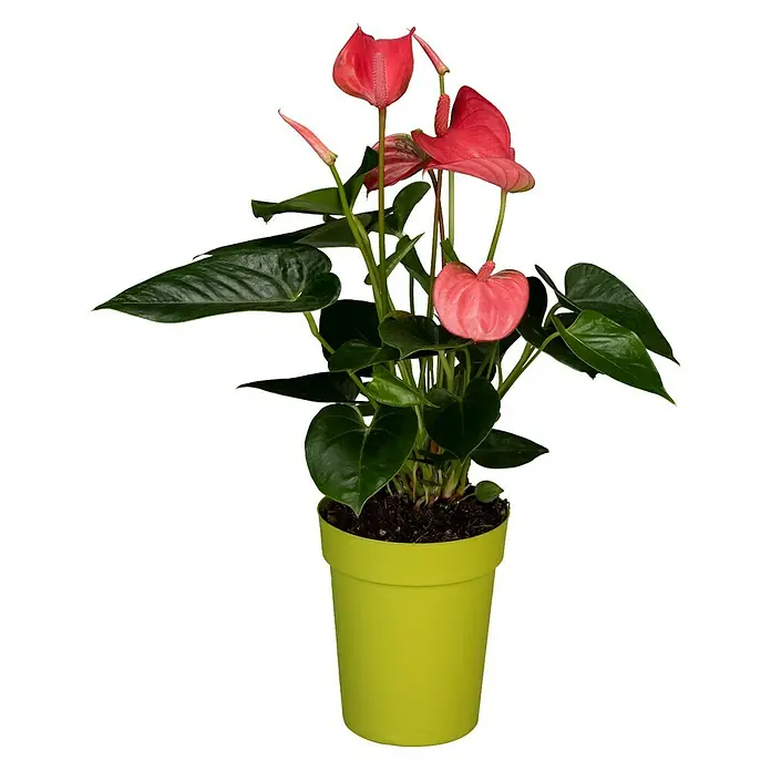 Piardino Flamingoblume - Anthurium andreanum, Topfgröße: 12 cm, Orange/Gelb - Vorderansicht