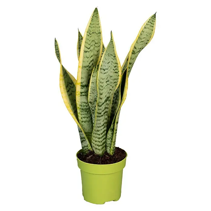 Piardino Bogenhanf - Sansevieria trifasciata, Topfgröße: 12 cm, Blattfarbe: Gelb/Grün - Vorderansicht