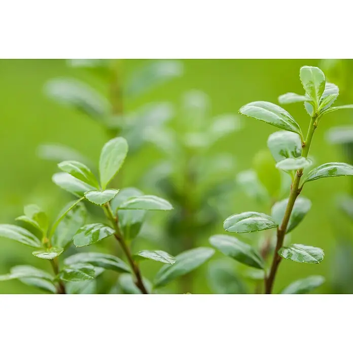Piardino Japan-Stechpalme - Ilex crenata, Topfgröße: 11 cm - Detailaufnahme