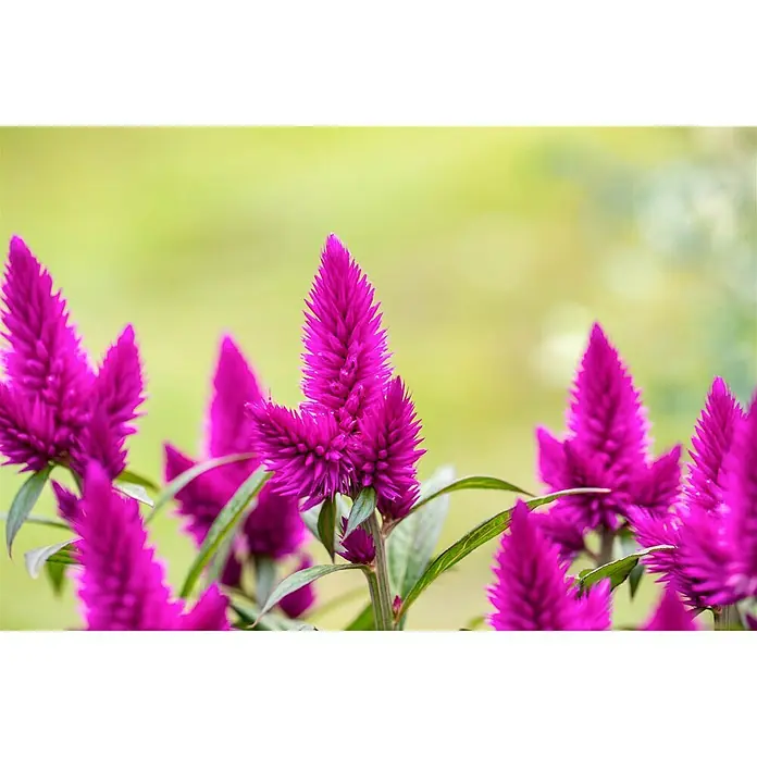 Piardino Celosía - Celosia argentea var. plumosus, Tamaño de maceta: 14 cm - Primer plano
