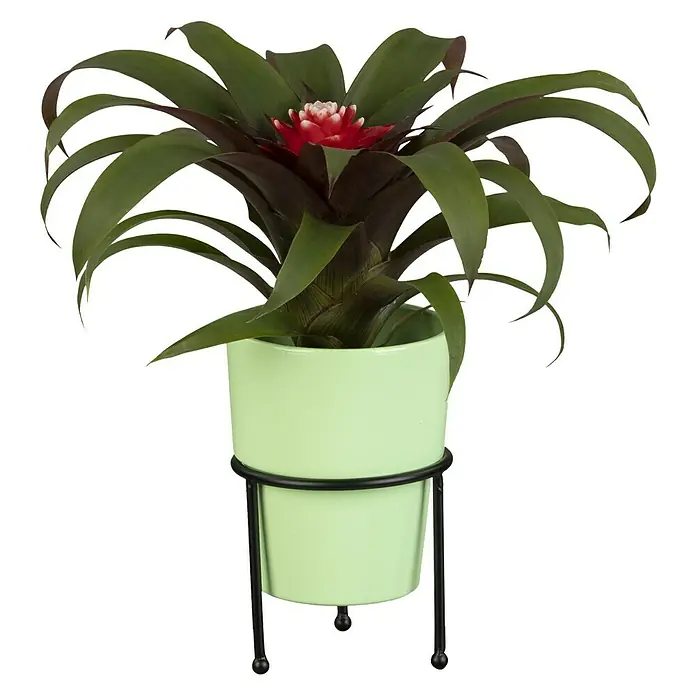 Piardino Bromelia - Bromelia Hybriden, Tamaño de maceta: 10 cm, Dependiendo de la variedad - Vista frontal