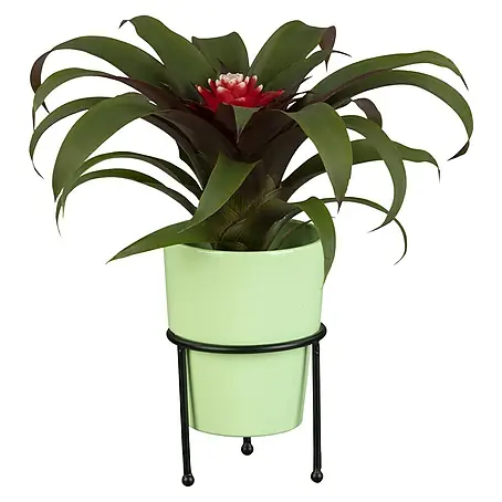 Piardino  Bromelia