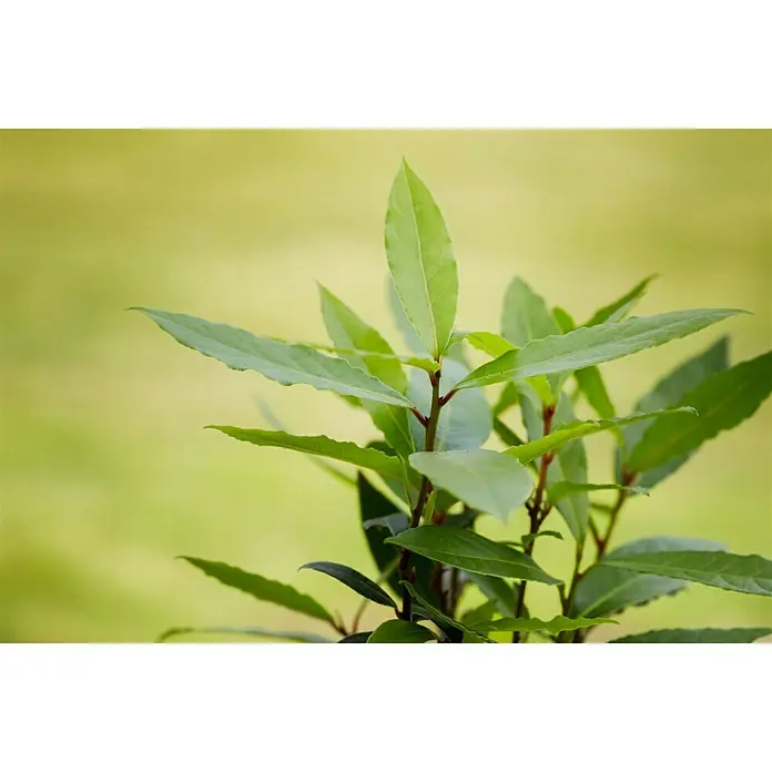 Blu Bio Lorbeer - Laurus nobilis, Topfgröße: 12 cm - Stimmungsaufnahme