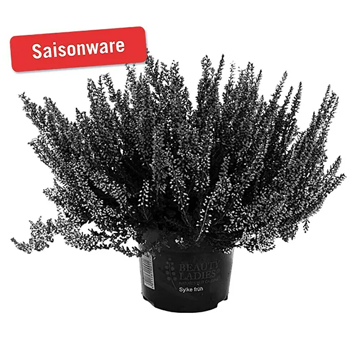 Besenheide - Calluna vulgaris, Topfgröße: 10 cm, In Sorten gemischt - Vorderansicht