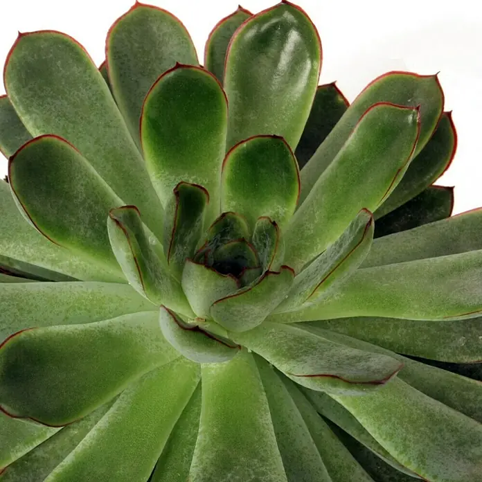 Piardino Echeverie - Echeveria pulidonis, Topfgröße: 12 cm, Grün/Grau/Rot - Detailaufnahme