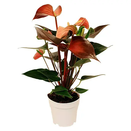 Piardino  Flamingoblume