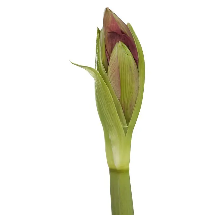Piardino Amaryllis - Hippeastrum hybride, Topfgröße: 17 cm, Blütenfarbe: Sortenabhängig - Detailaufnahme