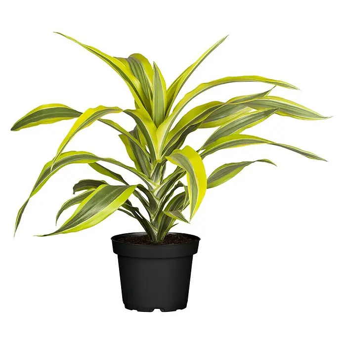 Piardino Drachenbaum - Dracaena fragrans Lemon Lime, Topfgröße: 17 cm, Blattfarbe: Grün/Dunkelgrün - Vorderansicht