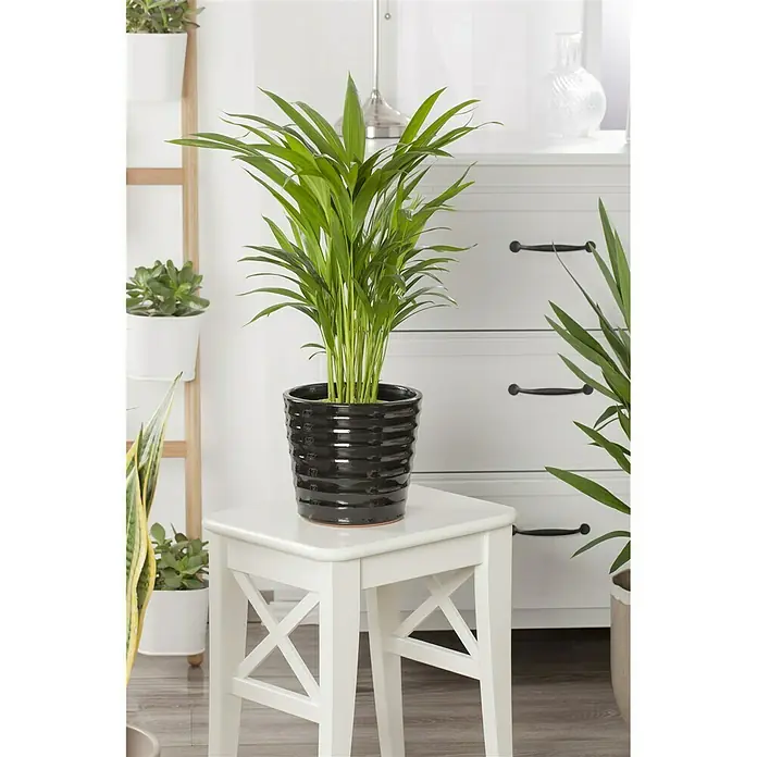 Piardino Goldfruchtpalme - Dypsis lutescens, Topfgröße: 17 cm, Grün - Stimmungsaufnahme