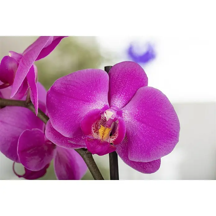 Piardino Schmetterlingsorchidee - Phalaenopsis x Hybrid Rubina, Topfgröße: 12 cm, Blütenfarbe: Purpurrot, Wuchsform: Aufrecht - Detailaufnahme