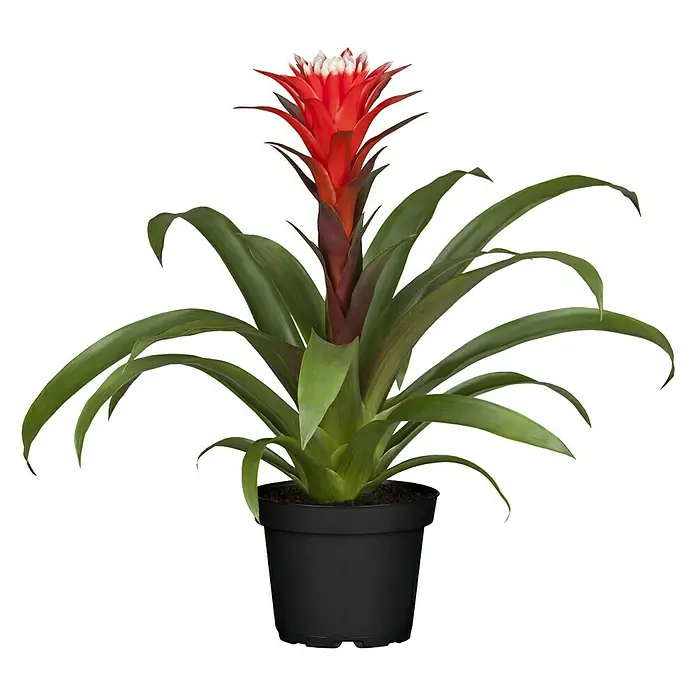 Piardino Bromelie - Guzmania El Cope, Topfgröße: 12 cm, Rot/Weiß - Vorderansicht
