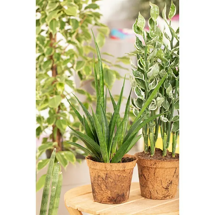 Piardino Sansevieria - Sanseviera kirkii, Tamaño de maceta: 12 cm, Verde oscuro - Foto ambiente