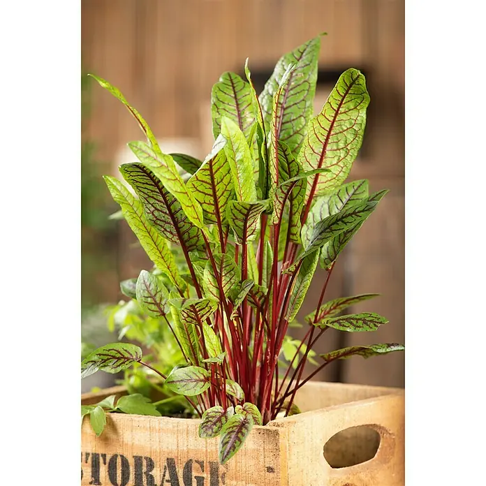 Blu Bio Sauerampfer Rotblättrig - Rumex sanguineus, Topfgröße: 12 cm - Stimmungsaufnahme