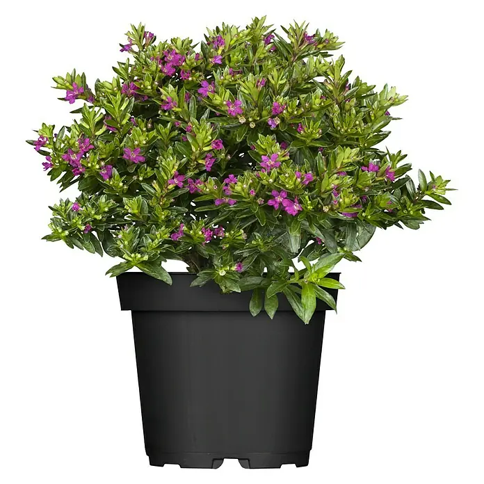 Piardino Köcherblume - Cuphea hyssopifolia, Topfgröße: 10 cm, Rosa - Vorderansicht
