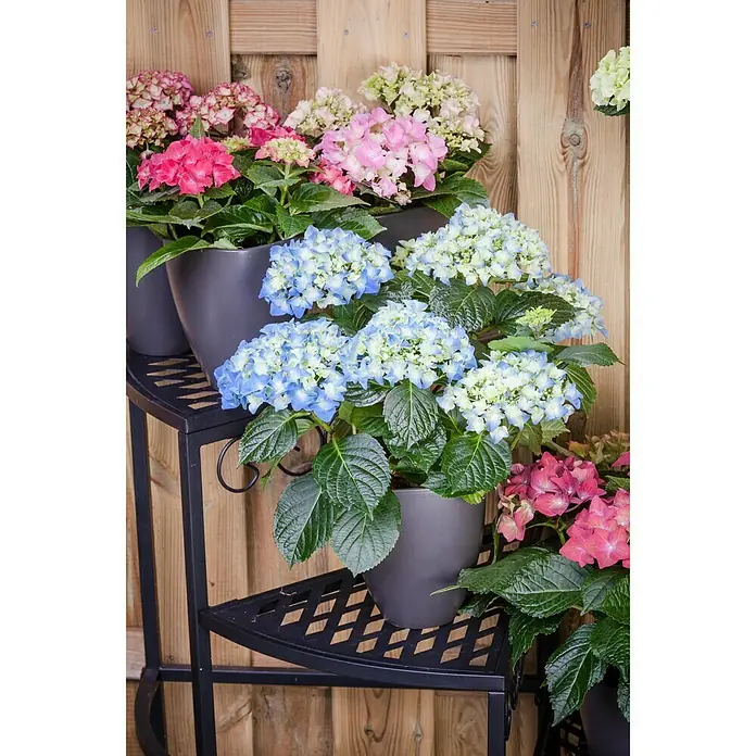 Piardino Bauernhortensie - Hydrangea macrophylla, Blütenfarbe: Blau - Stimmungsaufnahme