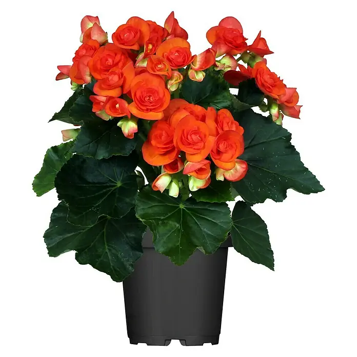 Piardino Begonie - Begonia elatior, Topfgröße: 14 cm, Orange - Vorderansicht