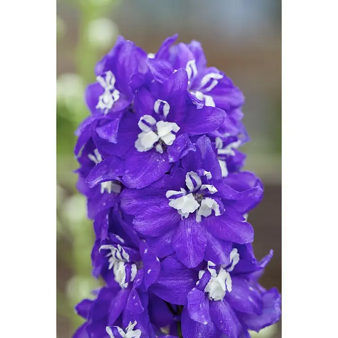 Piardino Rittersporn - Delphinium Hybride, Blau/Lila