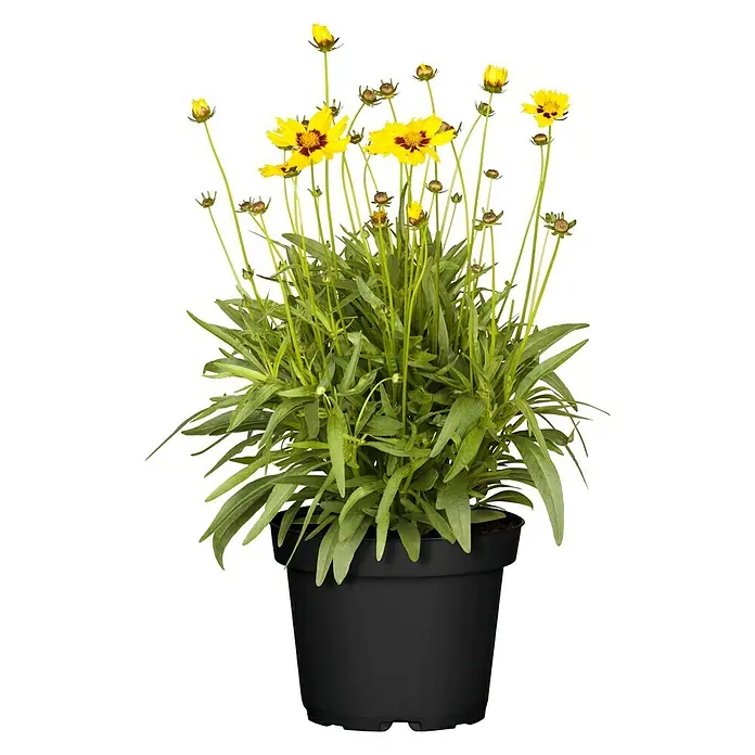 Piardino Großblumiges Mädchenauge - Coreopsis grandiflora, Topfgröße: 19 cm, Gelb/Orange - Vorderansicht