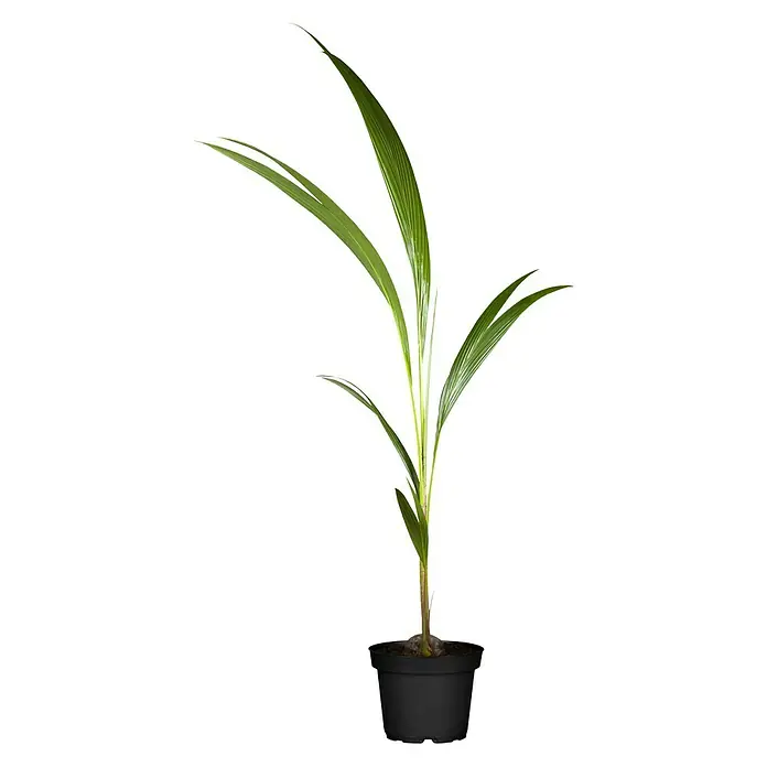 Piardino Plantas verdes Nucifera - Altura: 120 cm, Verde