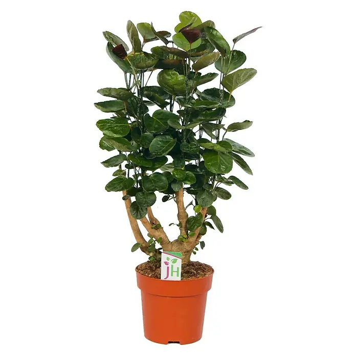 Piardino Grünpflanzen Mix - Verschiedene Sorten, Topfgröße: 24 cm