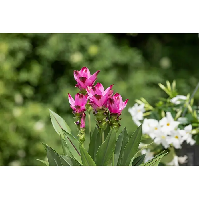Piardino Safranwurz - Curcuma alismatifolia, Topfgröße: 17 cm - Detailaufnahme