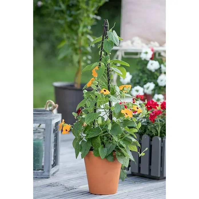 Piardino Schwarzäugige Susanne - Thunbergia alata, Pyramide, Blütenfarbe: Mehrfarbig - Stimmungsaufnahme
